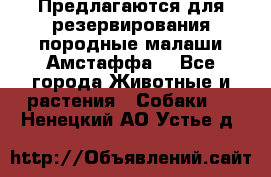 Предлагаются для резервирования породные малаши Амстаффа  - Все города Животные и растения » Собаки   . Ненецкий АО,Устье д.